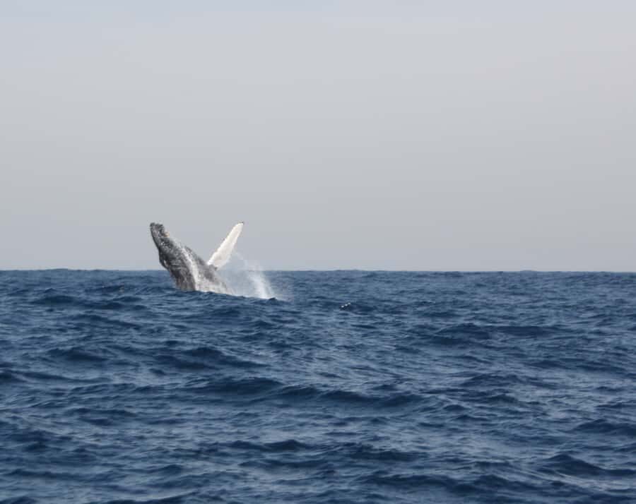 Durban: Durban: Whale and Dolphin Watching Boat Tour - Price and value: what you’re paying for at $102