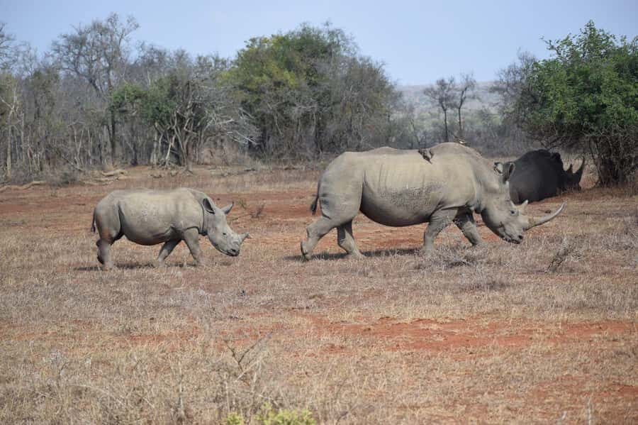 Durban: Full Day Hluhluwe-iMfolozi Game Reserve with lunch - Key highlights you’ll care about