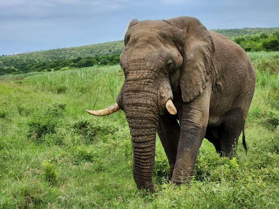 Durban: Full Day Hluhluwe-iMfolozi Game Reserve with lunch - Durban to Hluhluwe-iMfolozi: that early start is the whole point