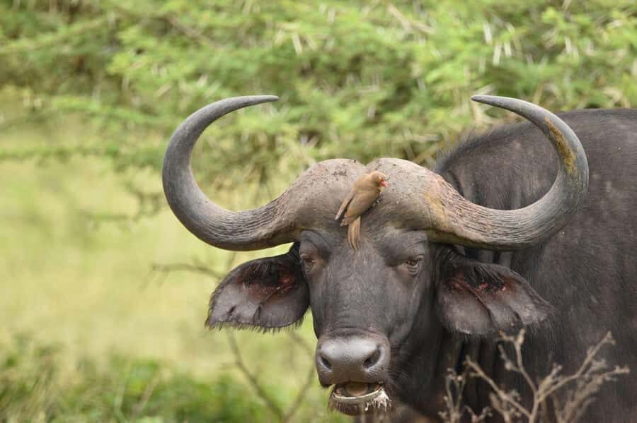 Durban: Full Day Hluhluwe-iMfolozi Game Reserve with lunch - What you’re likely to see: Big Five chances, 84 game species, and 425 birds