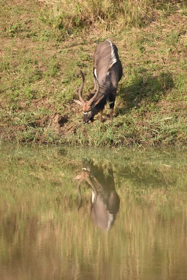 Durban: Full Day Hluhluwe-iMfolozi Game Reserve with lunch - Should you book this Hluhluwe-iMfolozi safari with Cullinan Guided Journeys?
