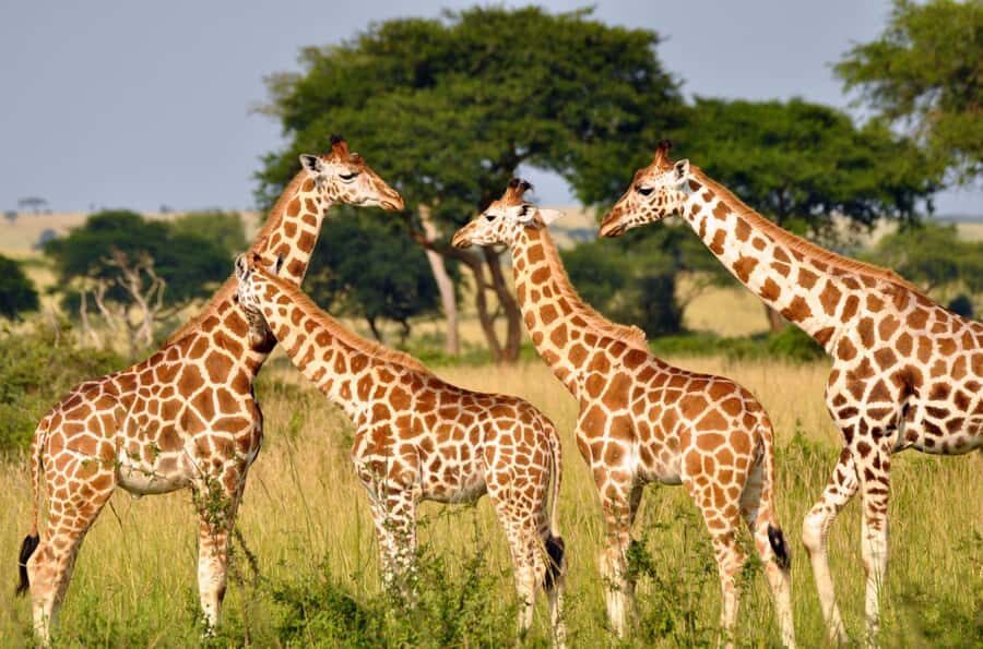 Durban: Half Day Phezulu Safari Park and Durban City Tour - Zulu village tour and dance performance: what you’ll learn and how to watch
