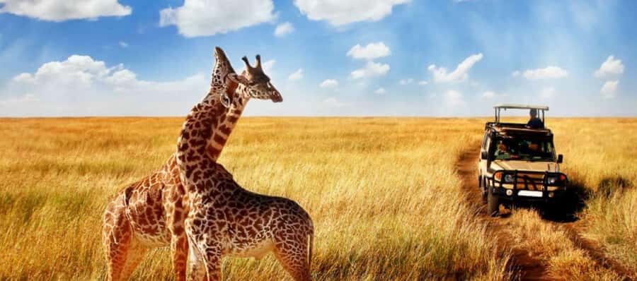 Durban: Half Day Phezulu Safari Park and Durban City Tour - Durban City Tour: Golden Mile views and the Victoria Street Market
