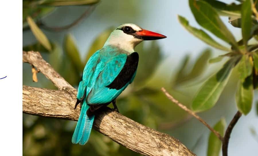 Durban: Half Day Phezulu Safari Park and Durban City Tour - Who this tour suits best (and who should skip it)