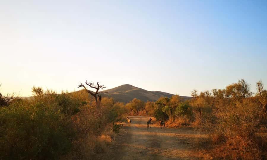 Durban: Hluhluwe Big 5 Safari with Pro Zeiss Binoculars - Key highlights that matter on the ground