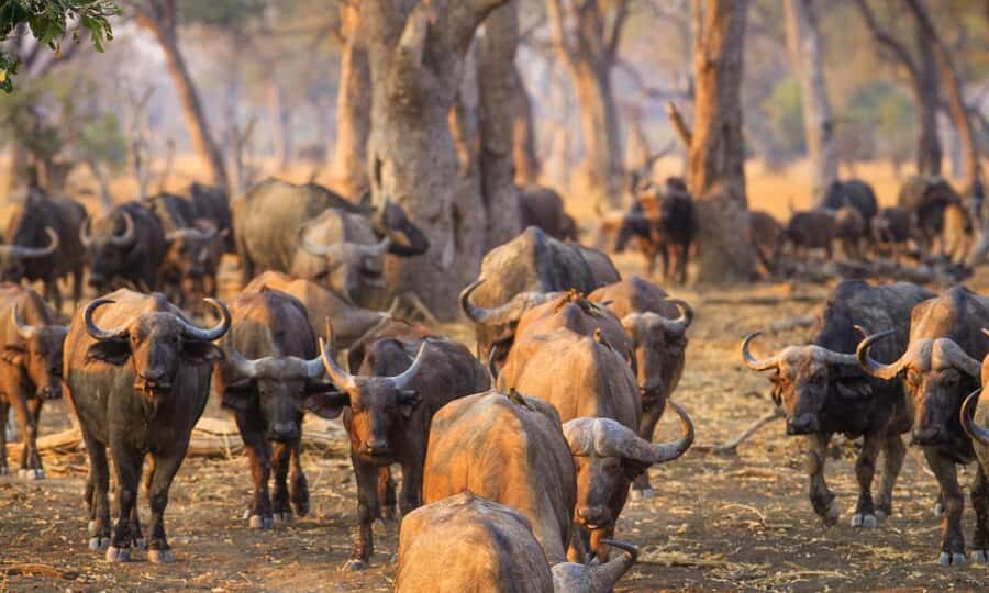 Durban: Hluhluwe Big 5 Safari with Pro Zeiss Binoculars - Why Hluhluwe-Imfolozi is a Big 5 name to know