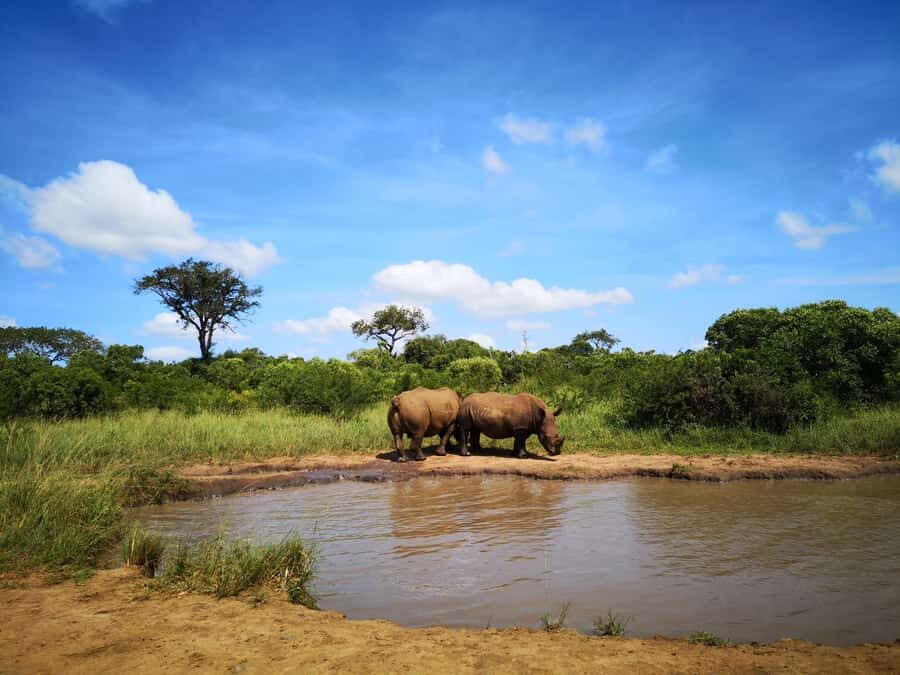 Durban: Hluhluwe Big 5 Safari with Pro Zeiss Binoculars - Imfolozi morning drive: plains, elephants, and rhinos