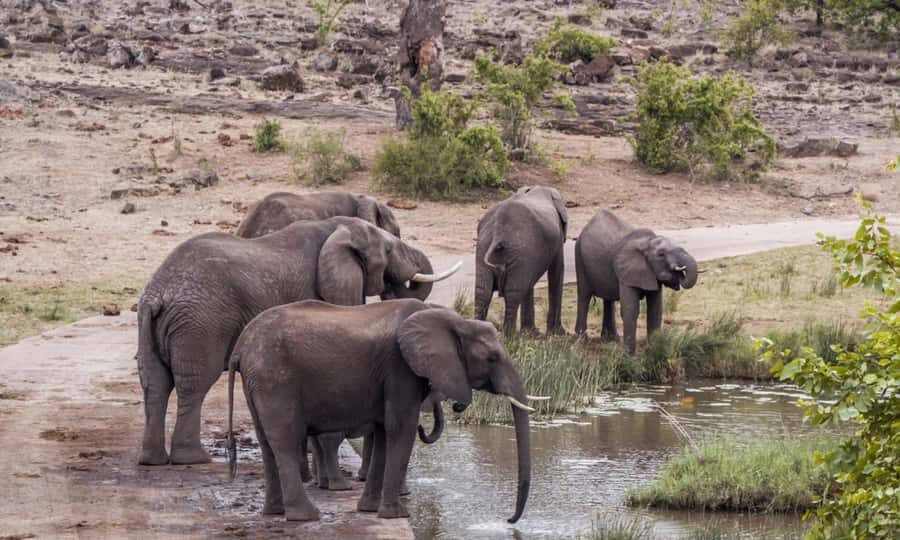 Durban: Hluhluwe Big 5 Safari with Pro Zeiss Binoculars - Zeiss Terra ED 8x42 binoculars: why they change the whole safari