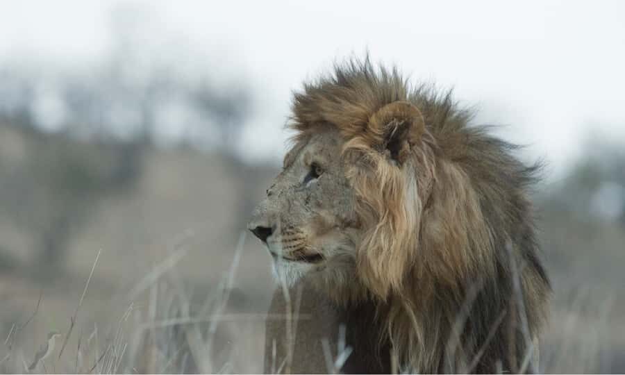 Durban: Hluhluwe Big 5 Safari with Pro Zeiss Binoculars - Price and logistics: is $202 worth it for this kind of safari?