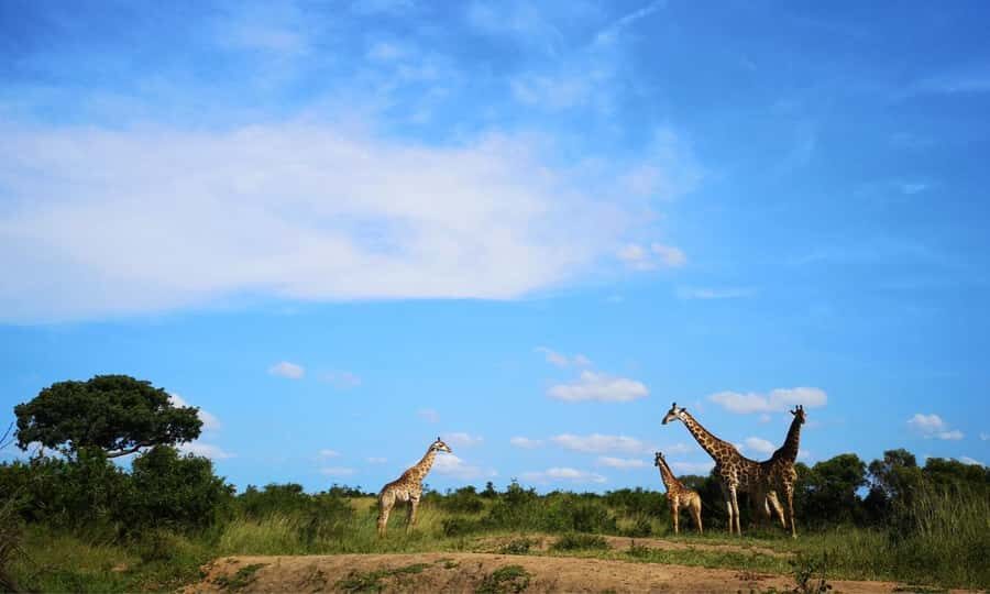 Durban: Hluhluwe Big 5 Safari with Pro Zeiss Binoculars - The 5am start and Hyundai H1 van setup for real viewing