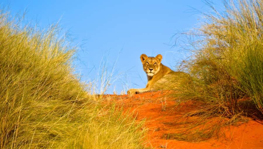 Durban: Hluhluwe Imfolozi Safari & iSimangaliso Tour - A 12-hour wildlife route from Durban