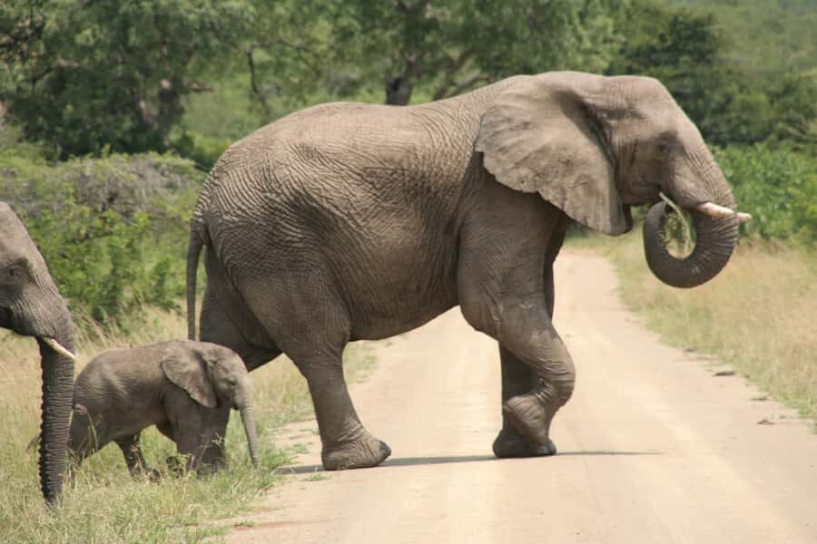 Durban: Hluhluwe Imfolozi Safari & iSimangaliso Tour - Sighting expectations: how to stay realistic and still excited