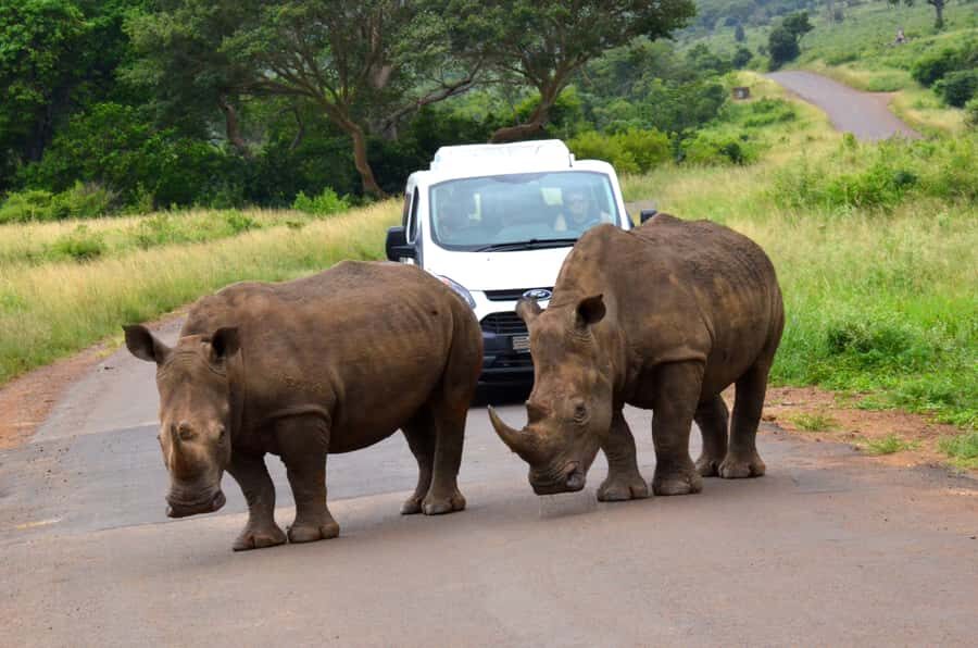 Durban: Hluhluwe Imfolozi Safari & iSimangaliso Tour - iSimangaliso Wetlands Park: UNESCO waters, hippos and turtles