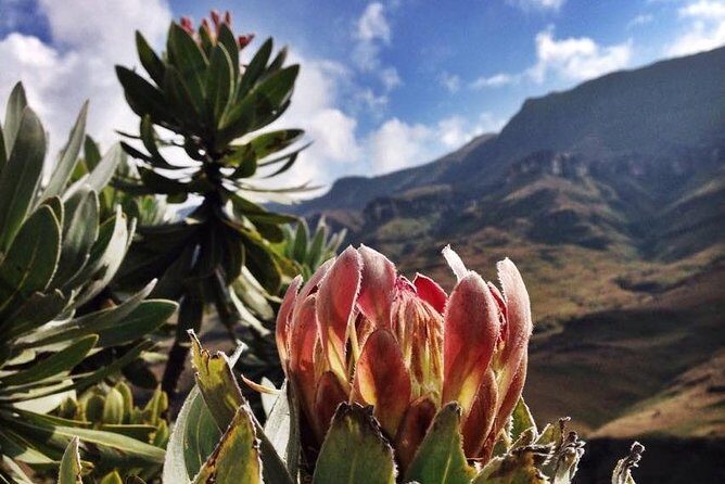 Durban: Journey along the Epic Sani Pass & Lesotho Tour - The highest pub in Africa: lunch at Sani Mountain Escape
