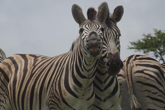 Durban Shore Excursion: Private Small Group Tala Game Reserve - Key highlights that make Tala feel worth it
