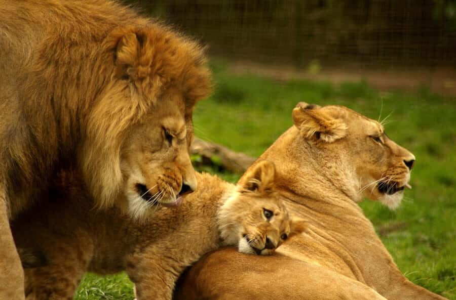 Durban: Tala Game Reserve and African Cultural Half-Day Tour - Why Tala and Phezulu Fit So Well Into a Durban Day Plan