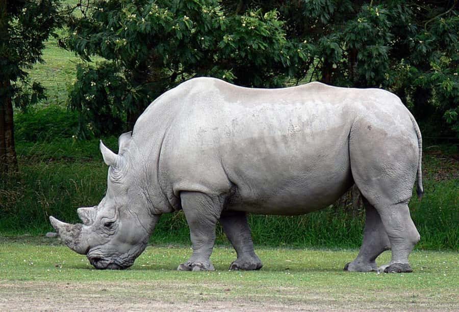 Durban: Tala Game Reserve and African Cultural Half-Day Tour - Who Should Book This Half-Day Durban Wildlife and Culture Tour