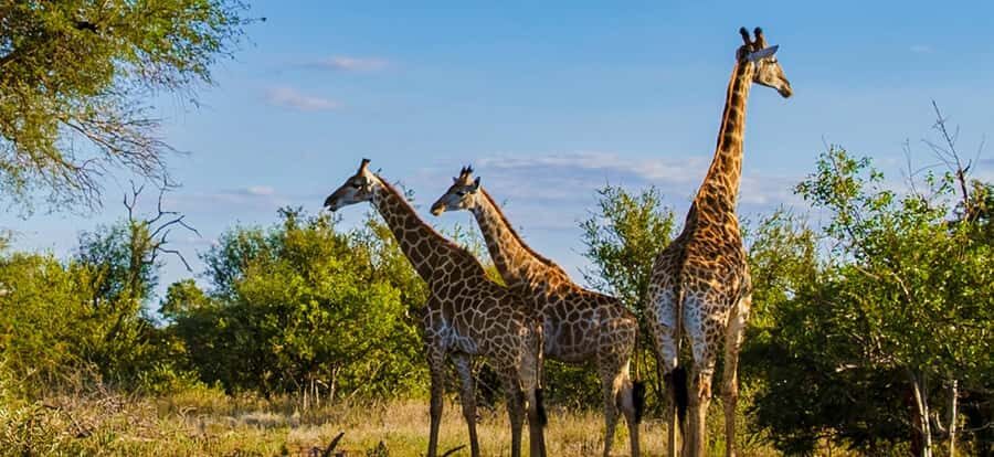 Durban: Tala Game Reserve, Phezulu Park, & Market Tour - Should you book this $229 Tala–Phezulu–Market day tour?