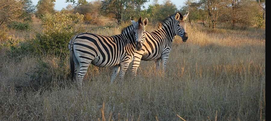 Durban: Tala Game Reserve, Phezulu Park, & Market Tour - Tala Game Reserve safari: close sightings in a smaller setting