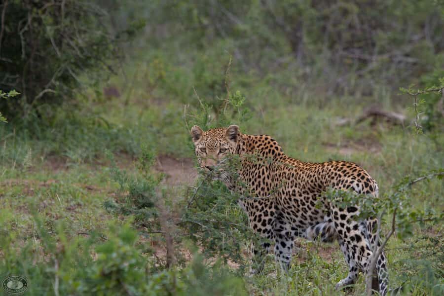 Durban:3 Day Hluhluwe-Imfolozi Park, St Lucia, iSimangaliso - Day 2: 5:00 AM start for the Big 5 in Hluhluwe-iMfolozi