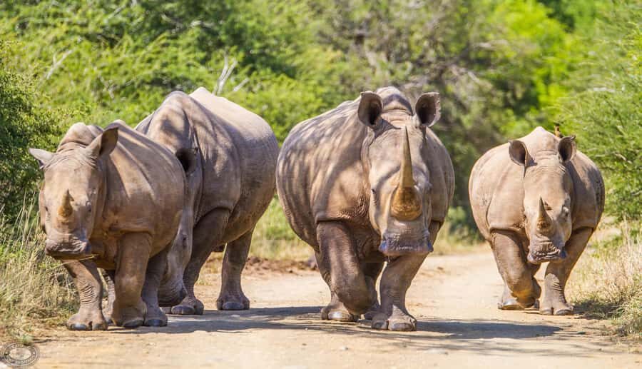 Durban:3 Day Hluhluwe-Imfolozi Park, St Lucia, iSimangaliso - Guides, timing, and the small details that make it smoother