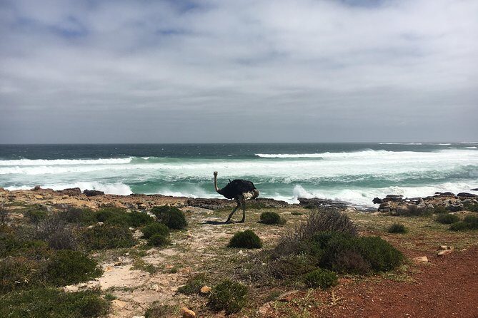 E-Bike Cape Peninsula tour - Who Should Book This Tour (and Who Might Skip It)