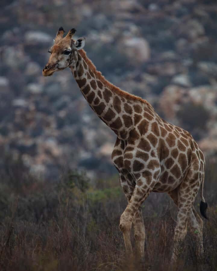 Early Morning Safari Big Five Experience Near Cape Town, SA - Big Five at first light: why the 05:00 start matters