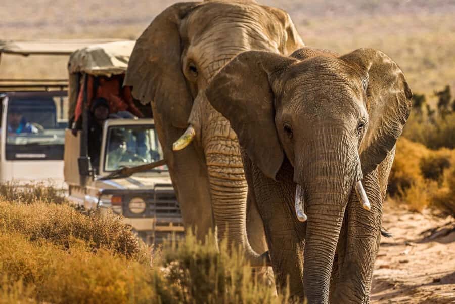 Early Morning Safari Big Five Experience Near Cape Town, SA - Reserve arrival: the drink, consent form, and breakfast plan