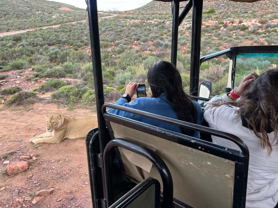 Early Morning Safari Big Five Experience Near Cape Town, SA - What you’re really looking for: Big Five targets and common extras