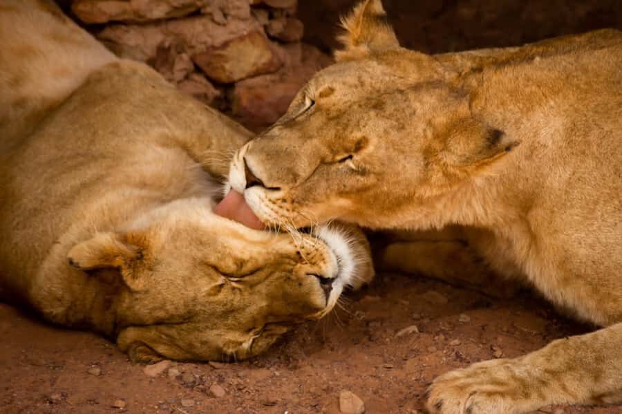 Early Morning Safari Big Five Experience Near Cape Town, SA - Price and value check: what $342 includes (and what it doesn’t)