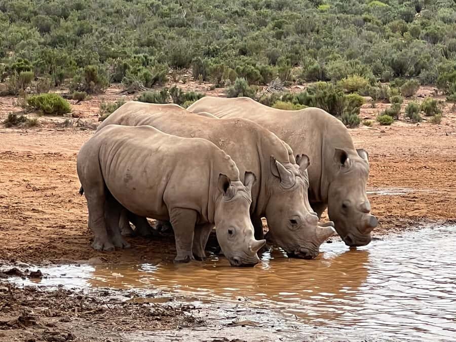 Early Morning Safari Big Five Experience Near Cape Town, SA - Pickup and transport from Cape Town CBD (and why group size affects comfort)
