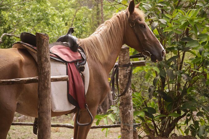 East Coast Horseback Riding & Waterfall Excursion - The Wildlife Spotting That Makes the Ride Worth Slowing Down