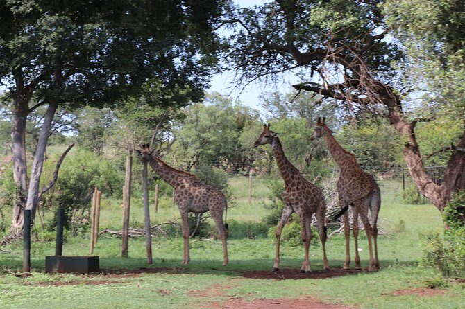 Elephant Experience & Lesedi Cultural Village - A one-day combo: elephants in the Magaliesberg and Lesedi culture