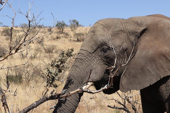 Elephant Experience & Lesedi Cultural Village - Glen Afric Country Lodge game drive: elephants, 4x4 viewing, and photo help