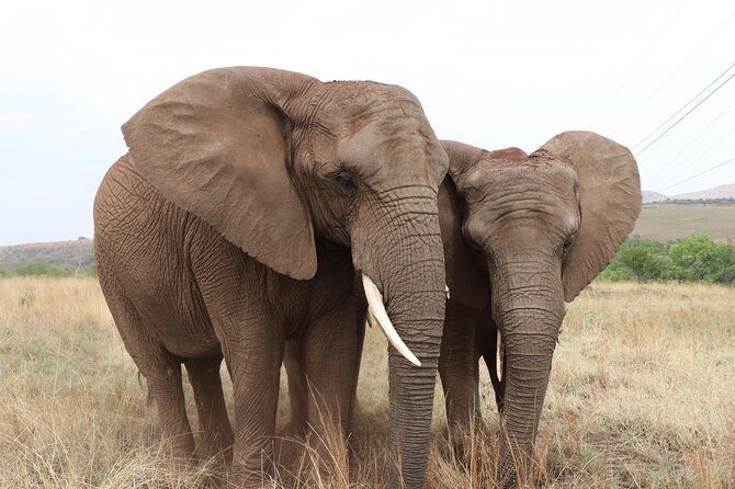 Elephant Experience & Lesedi Cultural Village - Who this tour fits best (and who might want a different plan)