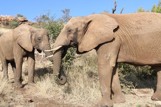 Elephant Experience & Lesedi Cultural Village - Getting there smoothly: pickup, minivan comfort, and the early start