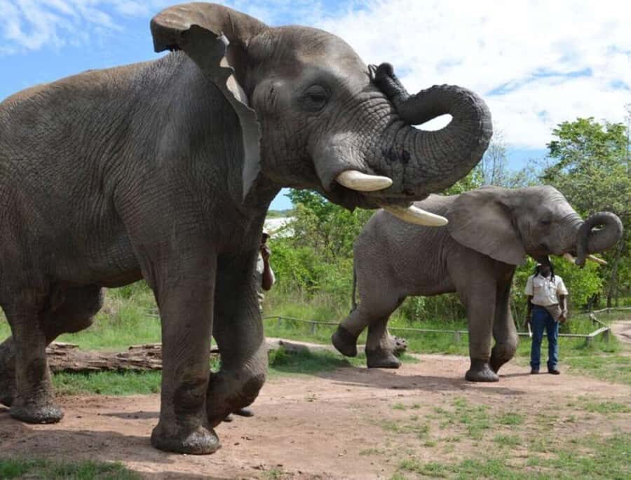 Elephant & Monkey Santuary with Lion Park Tour - Key highlights that shape the day