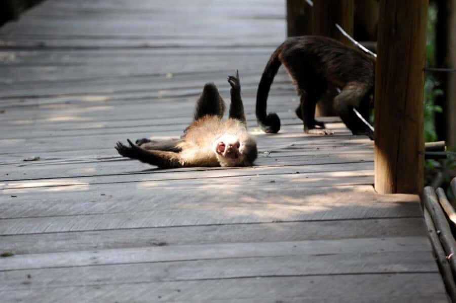 Elephant & Monkey Santuary with Lion Park Tour - Lunch break and timing: plan for a meal you can actually count on