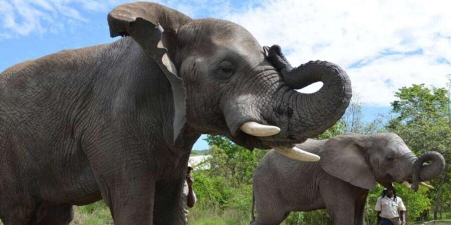 Elephant & Monkey Santuary with Lion Park Tour - Elephant Sanctuary in Hartbeespoort: close-up time, rescue context, real expectations