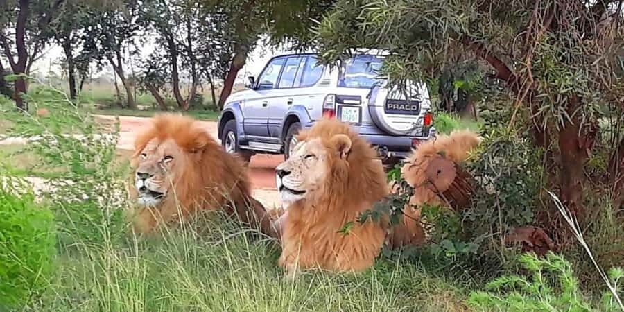Elephant & Monkey Santuary with Lion Park Tour - Price and value at about $373 per person
