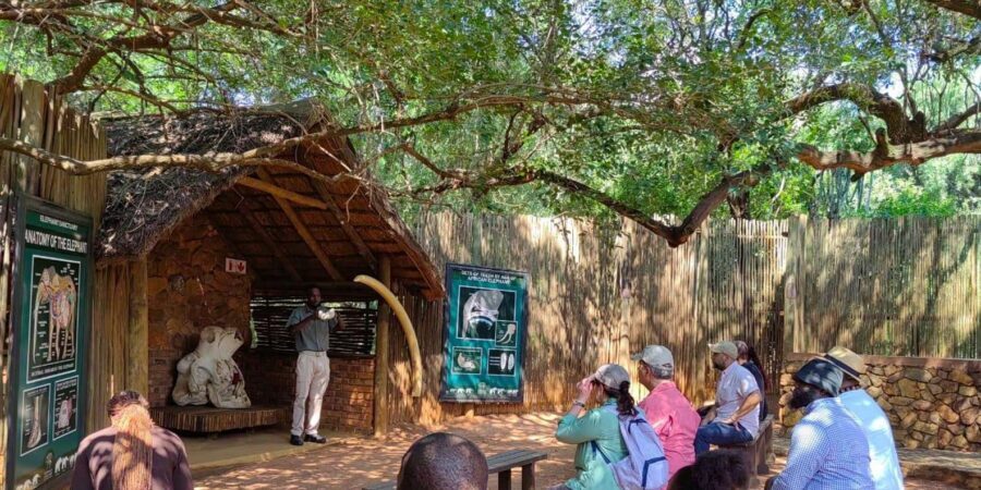 Elephant & Monkey Santuary with Lion Park Tour - Should you book the Elephant and Monkey Sanctuary with Lion Park Tour?