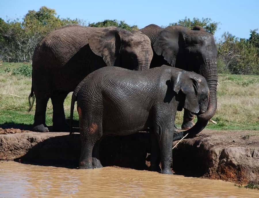 Elephant & Monkey Santuary with Lion Park Tour - Lion Park safari: how your 2 hours typically play out