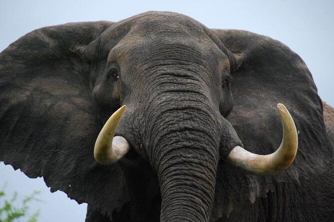 Elephant Sanctuary Tour from Johannesburg - Key Highlights You’ll Feel Immediately