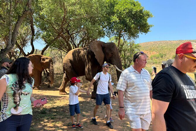 Elephant Sanctuary Tour from Johannesburg - Door-to-Door Transport from Johannesburg and Pretoria