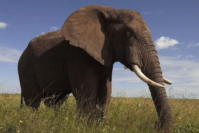 Elephant Sanctuary Tour from Johannesburg - Close Encounters: Feeding, Touching, and Getting the Moment on Camera