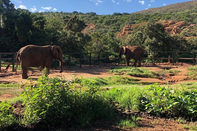 Elephant Sanctuary Tour from Johannesburg - Why Included Entrance Fees Make This Better Value