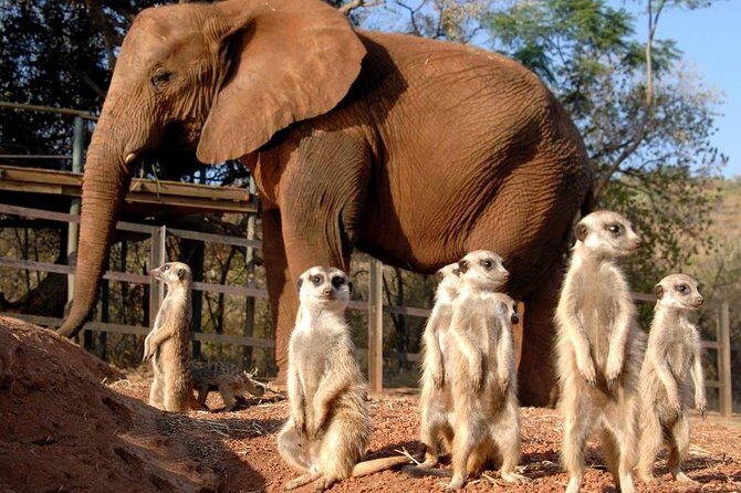Elephant Sanctuary Tour from Johannesburg or Pretoria - Key highlights to know before you go