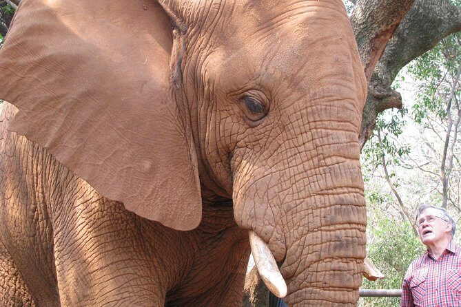 Elephant Sanctuary Tour from Johannesburg or Pretoria - Price and logistics: what you’re really paying for