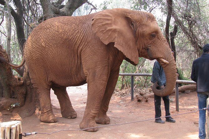 Elephant Sanctuary Tour from Johannesburg or Pretoria - Pickup, minivan comfort, and what a small group changes