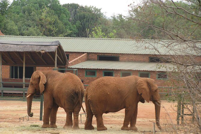 Elephant Sanctuary Tour from Johannesburg or Pretoria - The full sanctuary program at Hartbeespoort: what to expect on-site